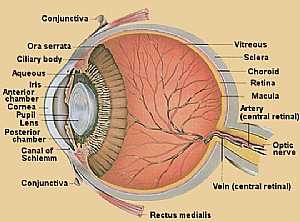 Eye anatomy