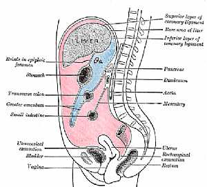Abdomen anatomy