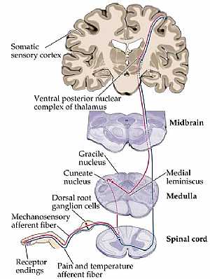 sensory system anatomy