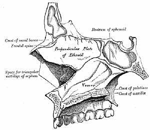 medial wall of the left nasal fossa