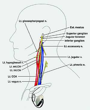 Glossopharybgeal nerve anatomy