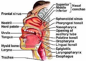 Head anatomy