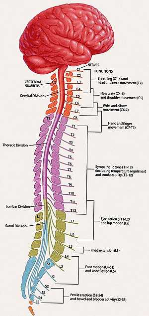 Spinal nerves anatomy