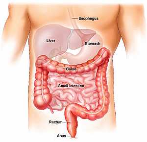 Small and Large intestine anatomy