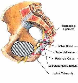 Pudendal nerve anatomy