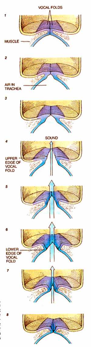 Vocal cords anatomy