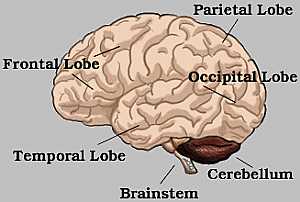Cerebrum anatomy