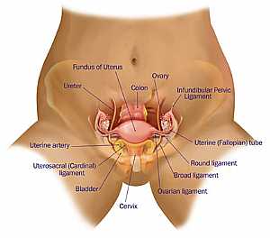 Female pelvic anatomy