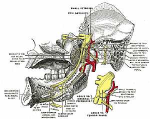 Maxillary branch of trigeminal nerve