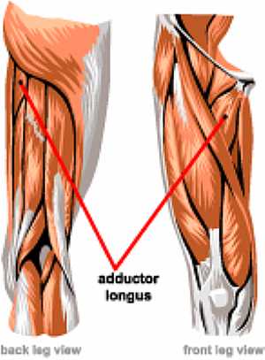 Addutor longus muscle