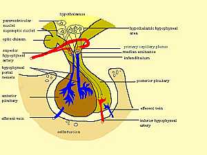 Hypothalamus and the pituitary anatomy