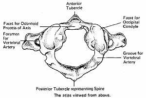 the first vertebra