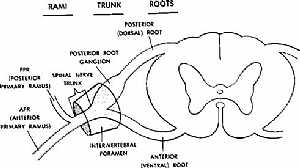 Spinal nerve anatomy