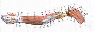 Upper limb anatomy 5