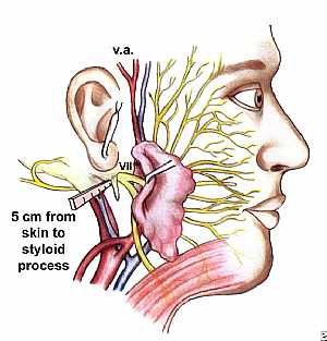Fascial nerve anatomy