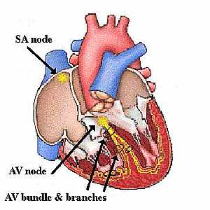 heart valve anatomy