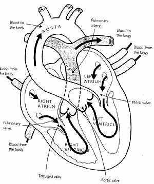 circulation of Blood in the Heart
