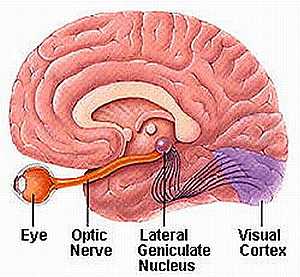 Optic nerve anatomy