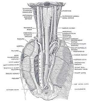 Vagus nerve anatomy