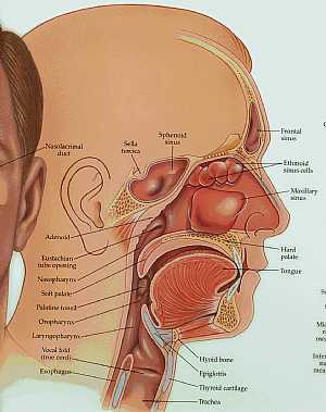anatomy of the head and neck