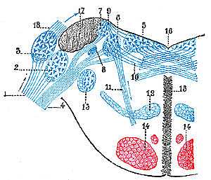 Vestibulocochlear nerve anatomy