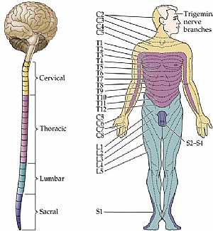 Sensory system of the Body