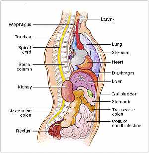 Body/Torso -- Side View (Body anatomy)
