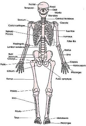 Anterior Skeleton (skeletal system)