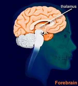 The thalamus anatomy