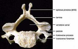 Vertebral Anatomy