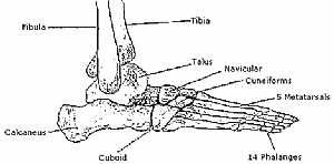 Bones of the foot anatomy