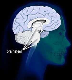 Brain stem anatomy