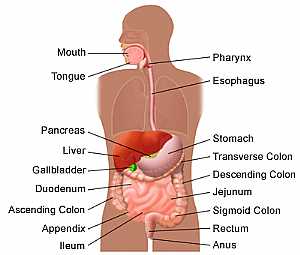 Digestive system (GIT "gastrointestinal tract")