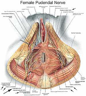 Female pelvic nerves and vessels