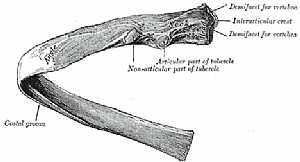 Typical rib anatomy