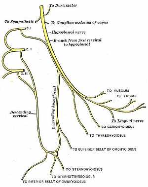 Hypoglossal nerve anatomy