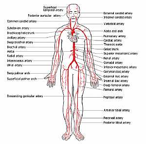 Circulation -- Arterial (Circulatory system)