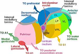 Hypothalamus and Thalaums anatmy