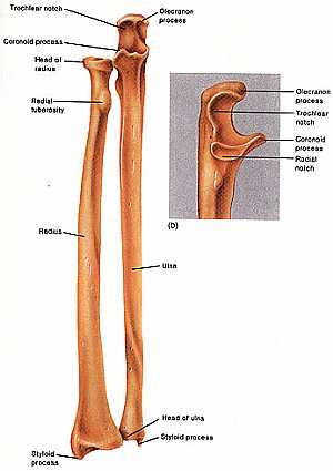 Forearm Anatomy