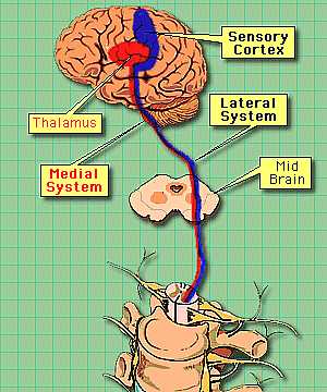Pathway of the sensory system