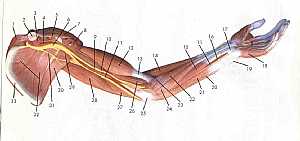 Upper limb anatomy 1
