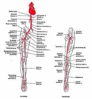 Arteries of the lower limb