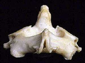 the Axis vertebra