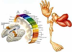 Cerebral cortex anatomy