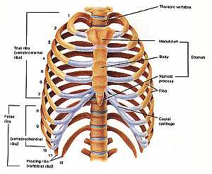 Thoracic cage anatomy
