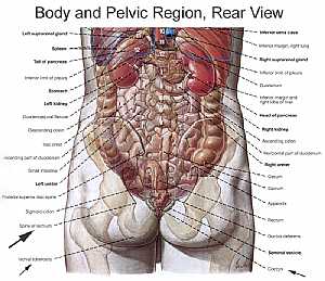 Male Pelvic anatomy