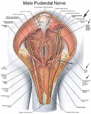 Male pelvic nerves and vessels