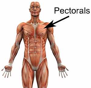 Pectoral anatomy