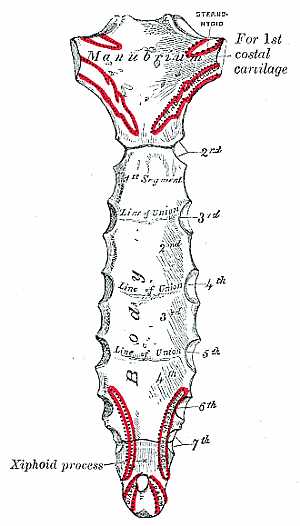 Sternum bone anatomy