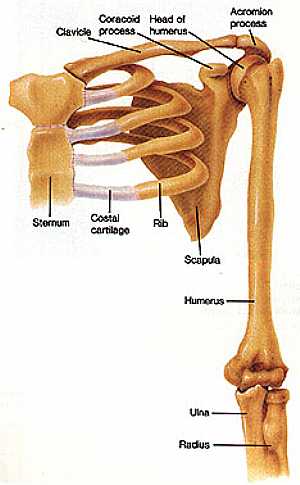 Shoulder joint anatomy